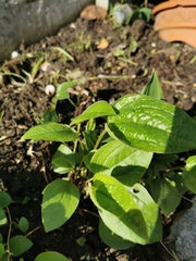 Magnoliopsida