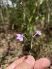 Siphonoglossa sessilis