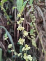 Litsea cubeba