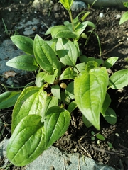 Magnoliopsida