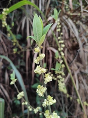 Litsea cubeba