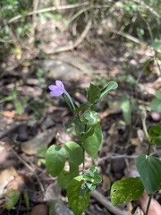 Siphonoglossa sessilis
