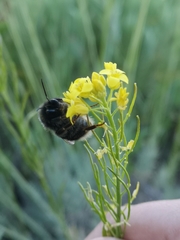 Bombus terrestris canariensis