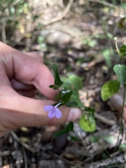 Siphonoglossa sessilis