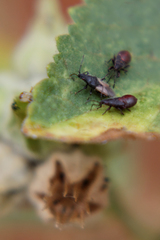Oxycarenus