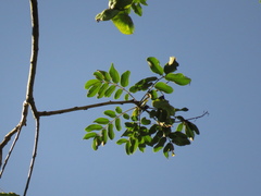 Pterocarpus acapulcensis