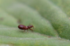 Oxycarenus