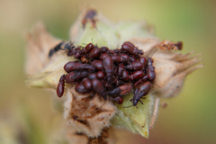 Oxycarenus