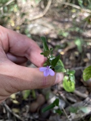 Siphonoglossa sessilis