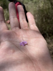 Siphonoglossa sessilis