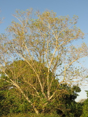 Sapium glandulosum