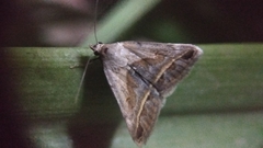 Acantholipes