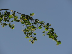 Schnella glabra