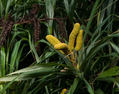 Freycinetia formosana