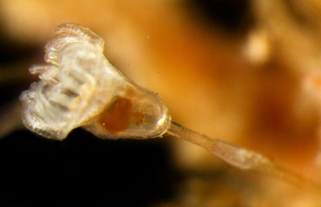 Barentsia Benedeni From San Juan Island, Off Dock On November 30, 2010 