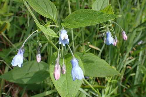 Mertensia platyphylla