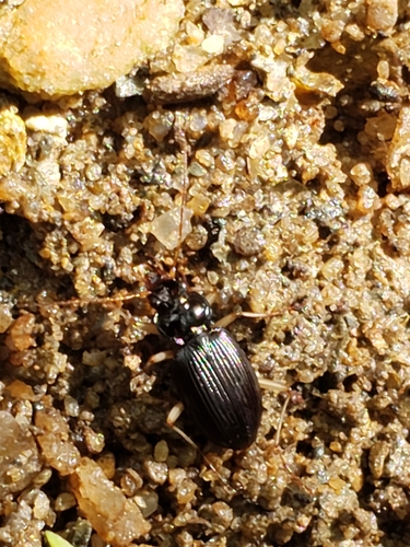 Pale-legged Gazelle Beetle photo 5