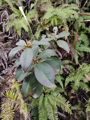 Rhododendron latoucheae