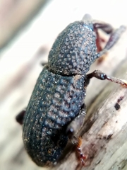 Mitoplinthus caliginosus