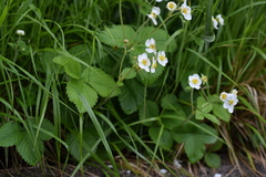 Fragaria moschata