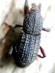Mitoplinthus caliginosus
