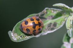 Chnootriba hirta