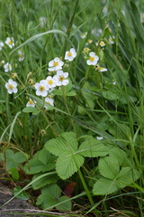 Fragaria moschata