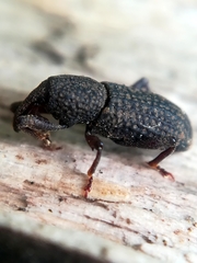 Mitoplinthus caliginosus