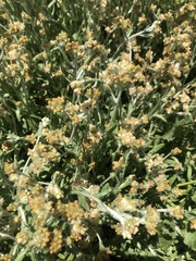 Pseudognaphalium macounii