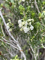 Erica irregularis