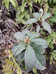 Rhododendron latoucheae