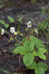 Fragaria moschata