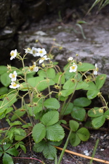 Fragaria moschata