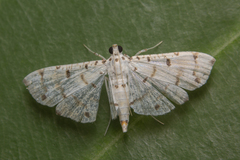 Pycnarmon cribrata