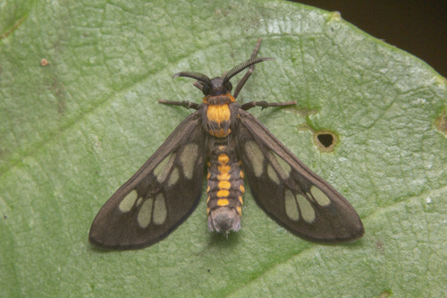 Eressa confinis (Walker, 1854)