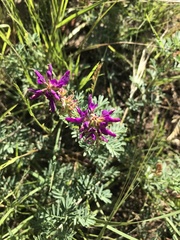 Dalea lasiathera
