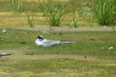 Sterna dougallii