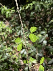 Erythroxylum brevipes