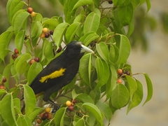 Cassiculus melanicterus