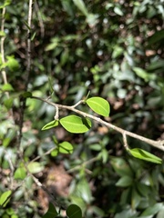 Erythroxylum brevipes