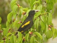 Cassiculus melanicterus