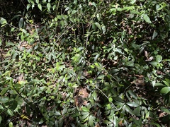 Erythroxylum brevipes