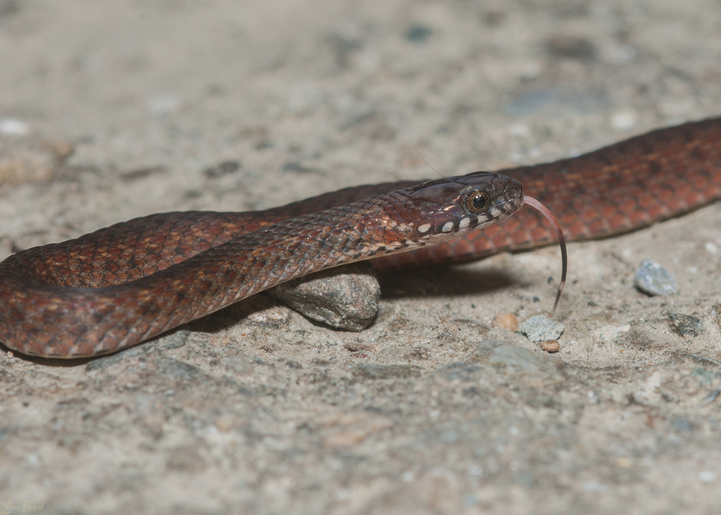 Kosempo Keelback