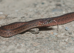 Hebius sauteri