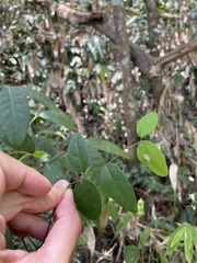 Heteropterys purpurea