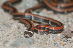 Sinomicrurus sauteri