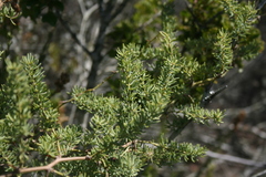 Asparagus racemosus