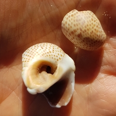 Naticarius stercusmuscarum