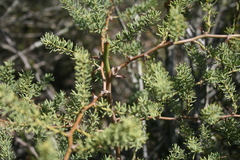 Asparagus racemosus