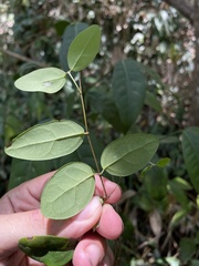 Heteropterys purpurea